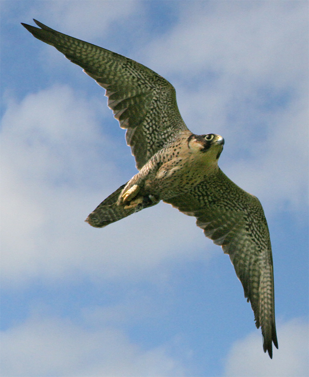Display flight of a Falcon at the Royal Welsh Showground