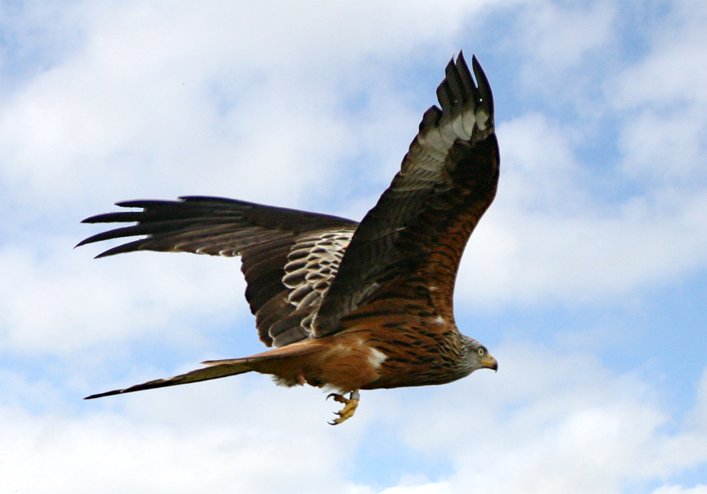 Red Kite flying at Gigrin Farm, Rhayader