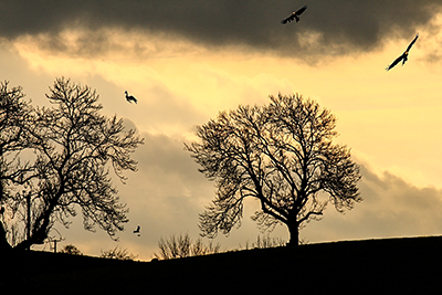 Wild Winter's evening on the Welsh / Herefordshire border.  Red Kites having a last look for any food.