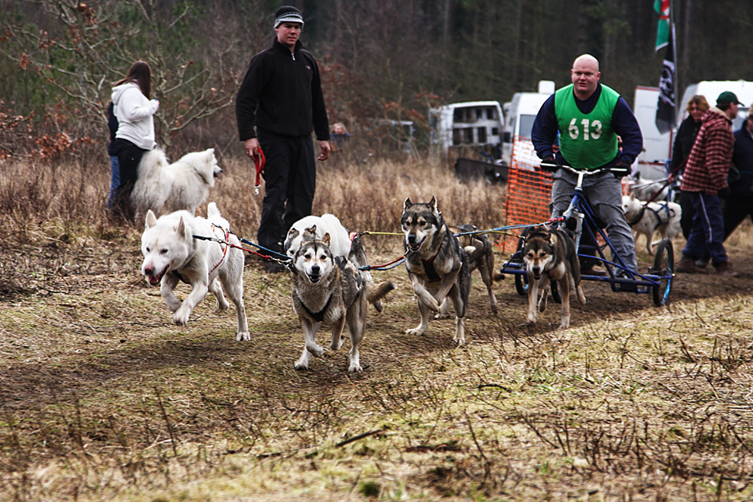 Husky Team, Pembrey Forest, South Wales.
