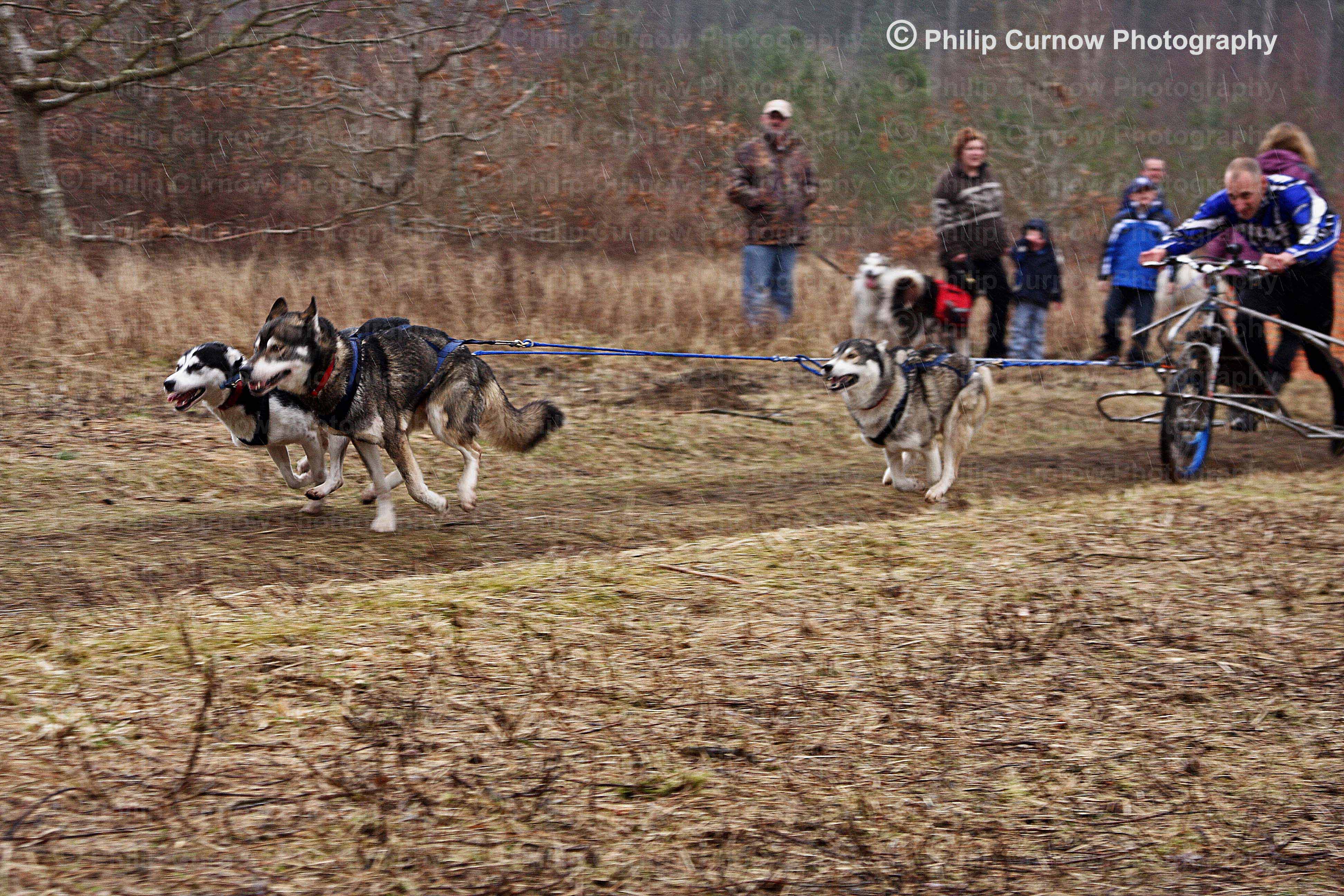 Working Sled-Dog Photographs, Copyright of Philip Curnow Photography