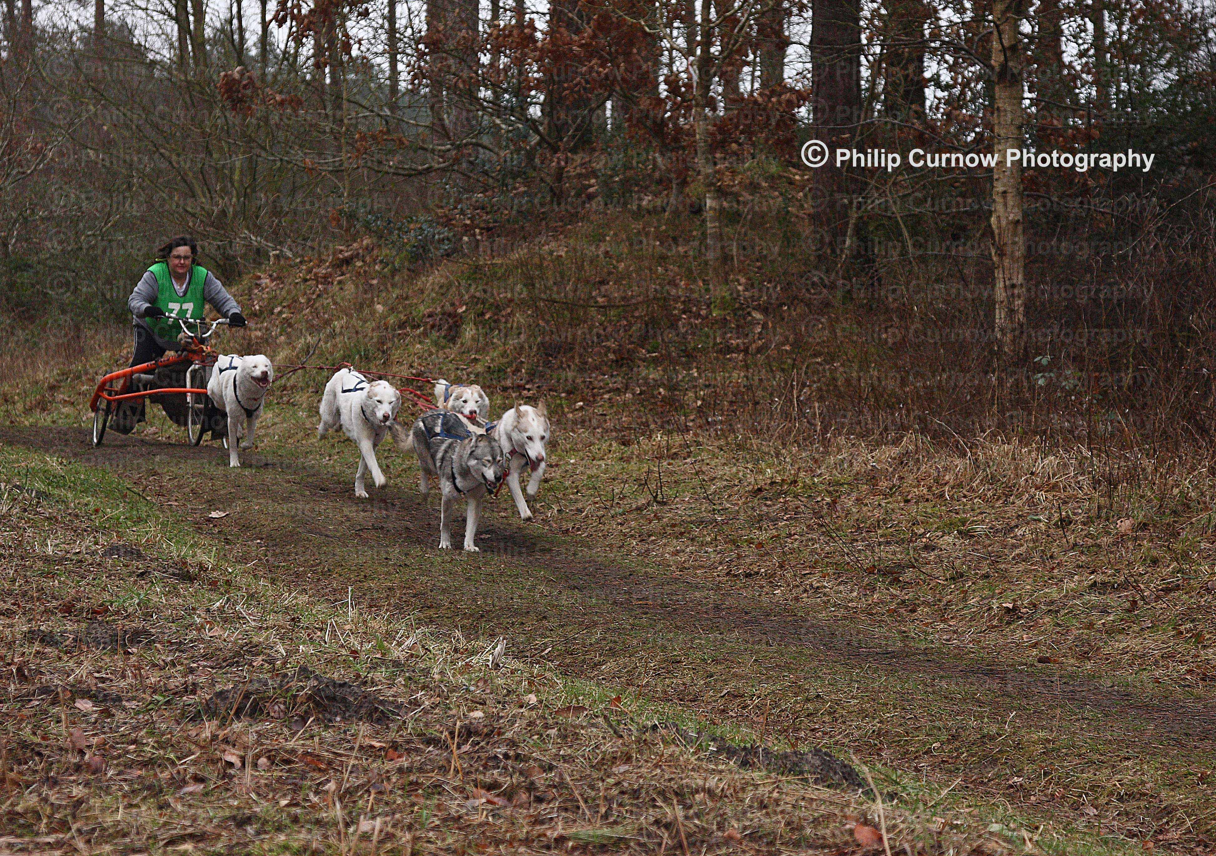 Competitor 77, Pembrey Forest, February 2009